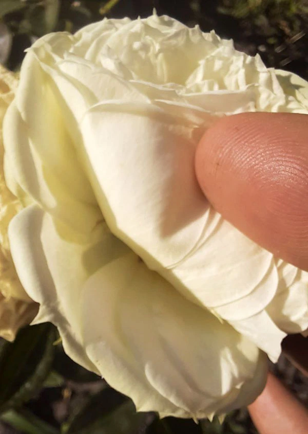 rose-2-2 Thripse an Rosen: Wie gefährlich sind sie?