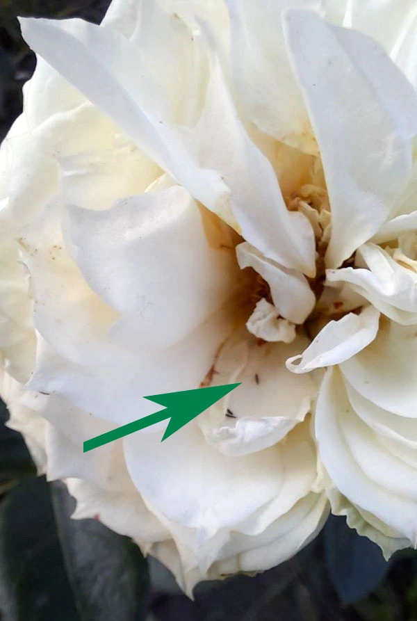 trips-2 Thripse an Rosen: Wie gefährlich sind sie?