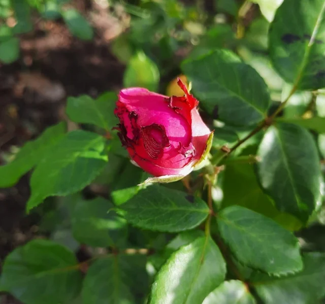 20240909_113936-1-640x599 Wer frisst die Rosenknospen?