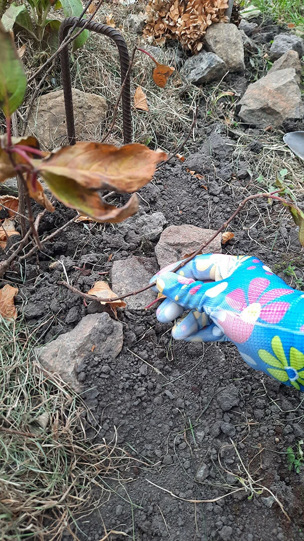 20241109_112410-1 Як розмножити гортензії відводками?