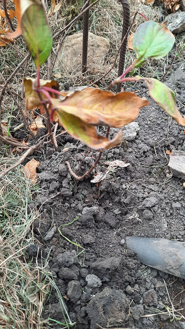 20241109_112431-3 Wie vermehrt man Hortensien durch Schichtung?