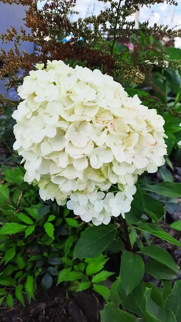 summer-snow-1-1-1 Гортензия Саммер Сноу: Мой отзыв и описание сорта