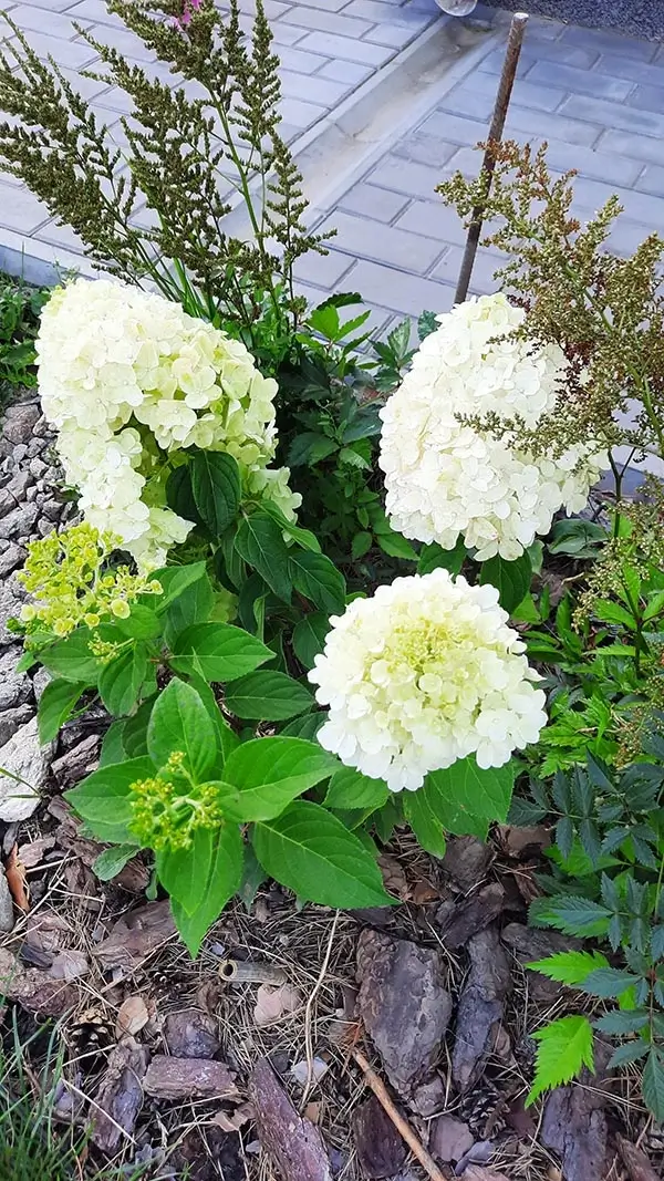 summer-snow-6-1 Гортензія Саммер Сноу: Мій відгук та опис сорту