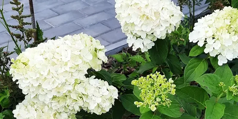 Summer Snow Метельчатая гортензия сорт Саммер Сноу