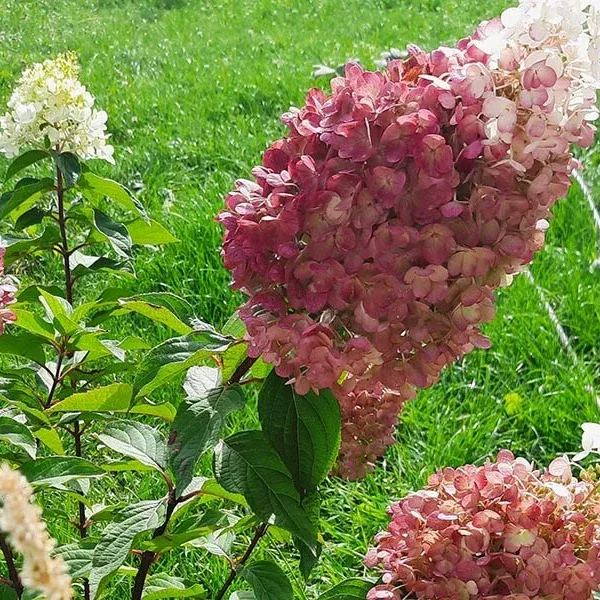 Гортензия Strawberry Blossom