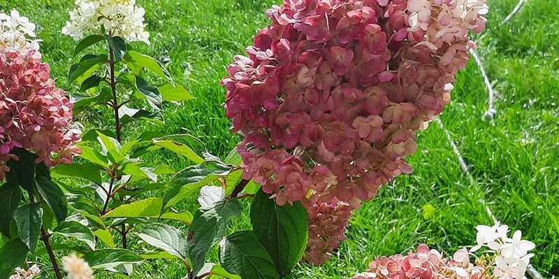 Гортензия Strawberry Blossom