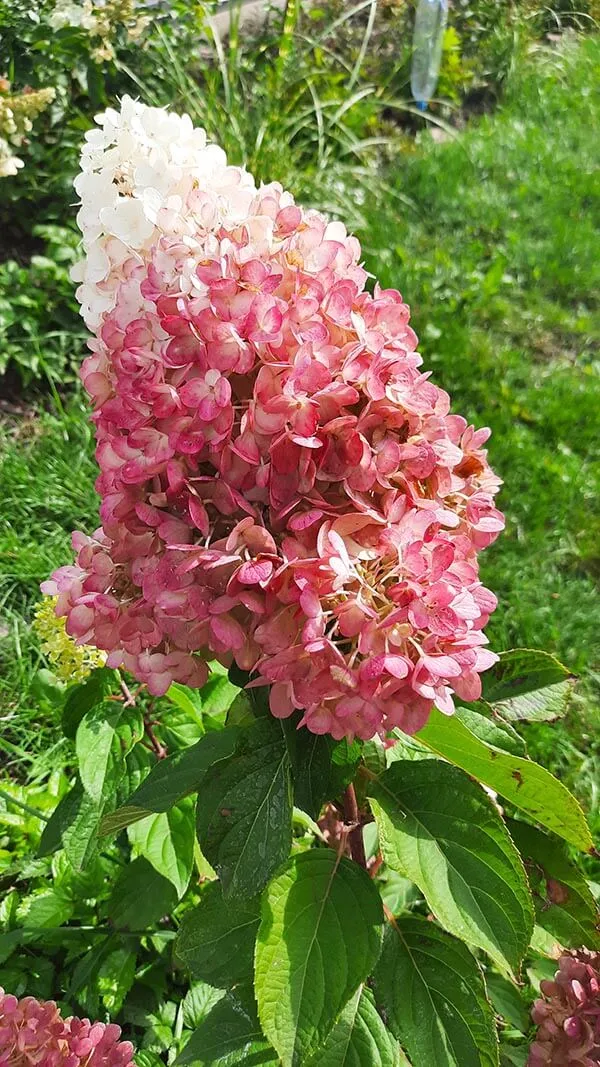 strawberry-blossom3 Гортензия Strawberry Blossom (Страуберри Блоссом)