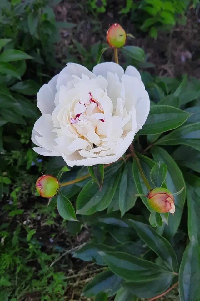 peony-4-640x960 Чому не цвітуть трав'янисті півонії: 5 причин