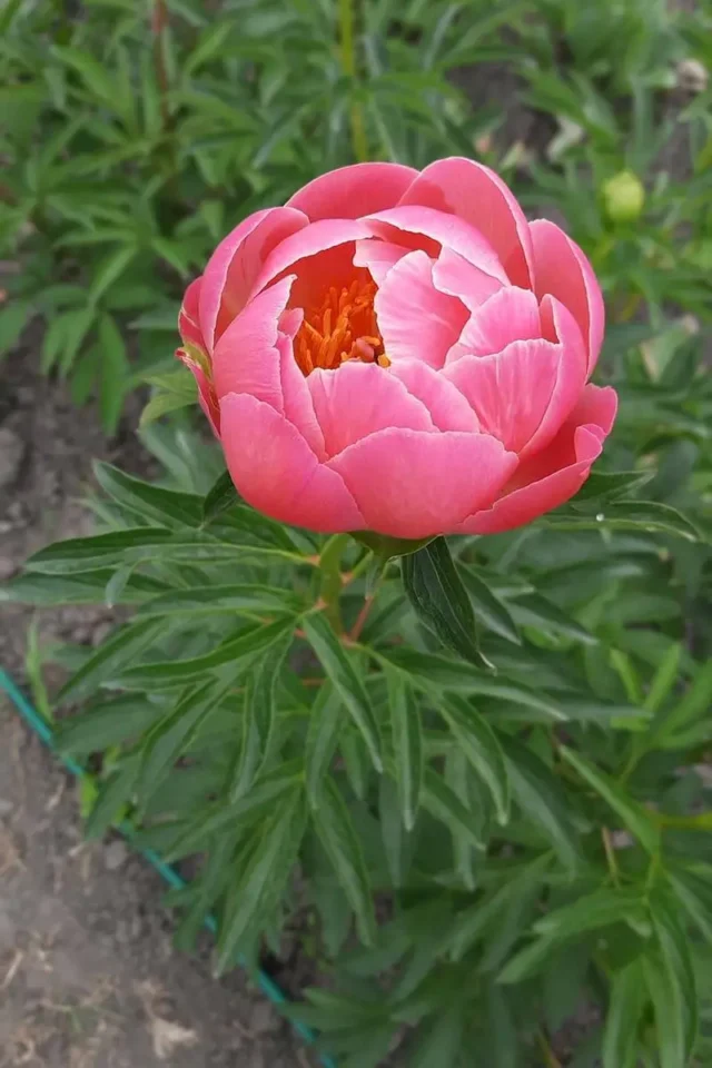 peony-5-640x960 Чому не цвітуть трав'янисті півонії: 5 причин