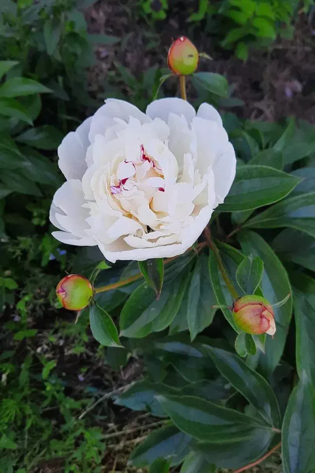 peony-4-640x960 Чому не цвітуть трав'янисті півонії: 5 причин